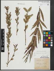 Foto von Salix purpurea L. x Salix viminalis L.